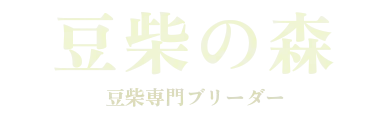 豆柴の森　豆柴専門ブリーダー